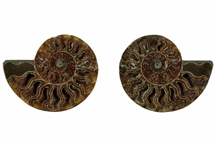 Cut & Polished, Agatized Ammonite Fossil - Crystal Pockets #323352